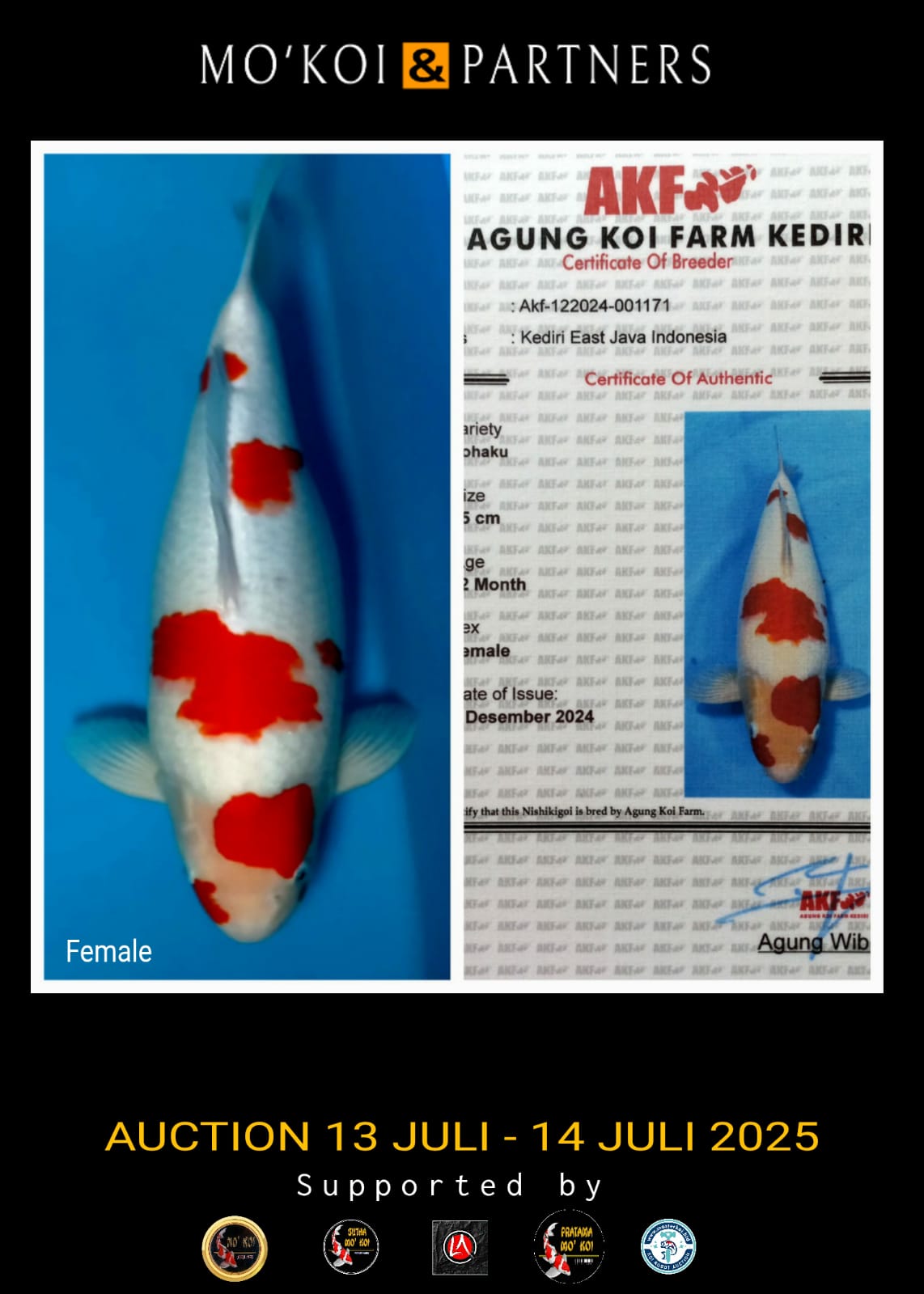 Lelang Koi Online, Jual Beli Ikan Koi, Pusat Jual Beli Koi, Info Lelang Koi Hari Ini, Platform Jual Beli Koi, Jual Beli Ikan Koi Online, Marketplace Ikan Koi, Jual Koi Terbaik, Tempat Beli Koi Berkualitas, Pasar Ikan Koi Online Terpercaya, Penjual Ikan Koi Terpercaya, Beli Koi Hias Online, Ikan Koi untuk Dijual, Koi Kualitas Terbaik, Toko Online Ikan Koi, Koi Hias Untuk Dijual, Jual Beli Ikan Koi Lokal, Koi Indonesia Online, Pusat Jual Beli Koi Terbesar