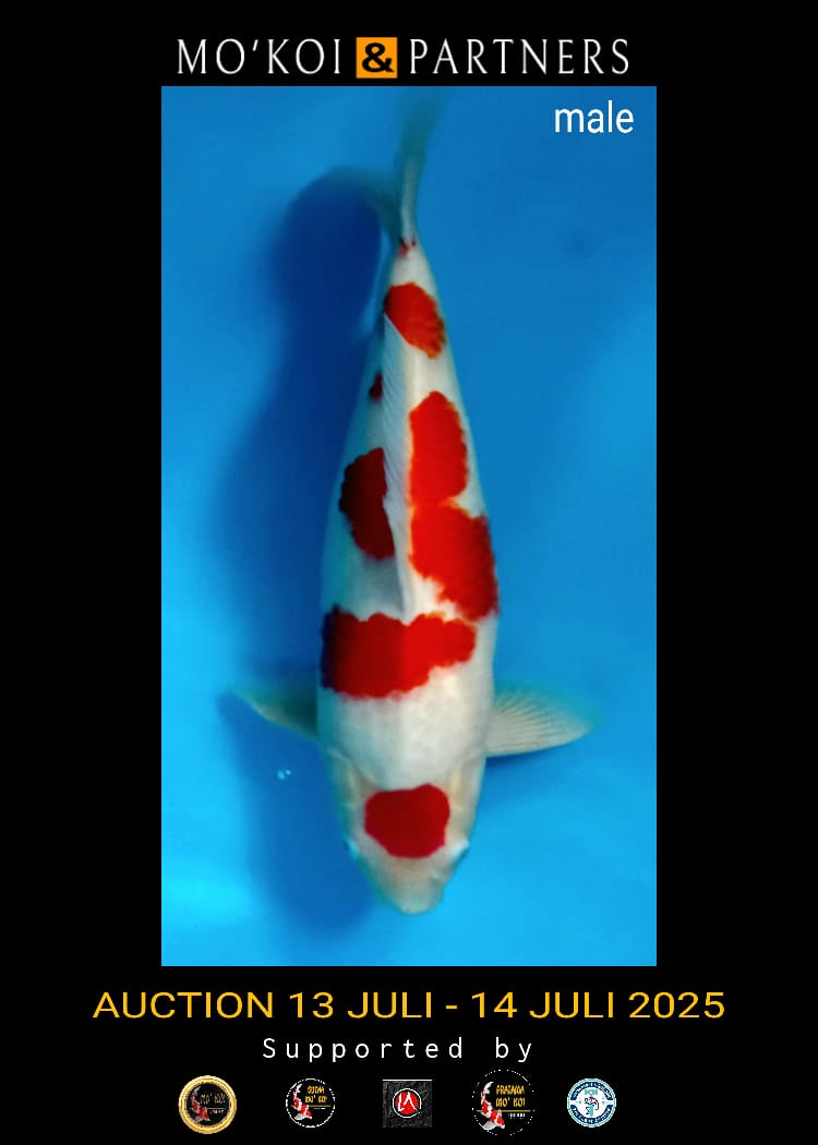 Lelang Koi Online, Jual Beli Ikan Koi, Pusat Jual Beli Koi, Info Lelang Koi Hari Ini, Platform Jual Beli Koi, Jual Beli Ikan Koi Online, Marketplace Ikan Koi, Jual Koi Terbaik, Tempat Beli Koi Berkualitas, Pasar Ikan Koi Online Terpercaya, Penjual Ikan Koi Terpercaya, Beli Koi Hias Online, Ikan Koi untuk Dijual, Koi Kualitas Terbaik, Toko Online Ikan Koi, Koi Hias Untuk Dijual, Jual Beli Ikan Koi Lokal, Koi Indonesia Online, Pusat Jual Beli Koi Terbesar