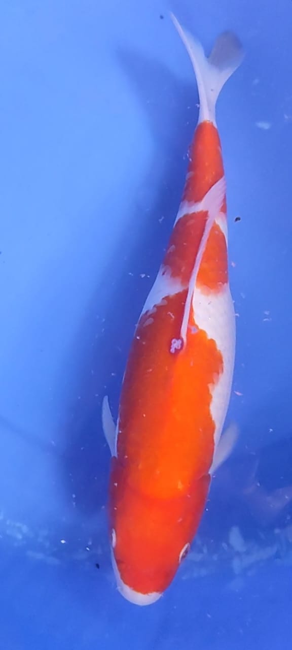 Lelang Koi Online, Jual Beli Ikan Koi, Pusat Jual Beli Koi, Info Lelang Koi Hari Ini, Platform Jual Beli Koi, Jual Beli Ikan Koi Online, Marketplace Ikan Koi, Jual Koi Terbaik, Tempat Beli Koi Berkualitas, Pasar Ikan Koi Online Terpercaya, Penjual Ikan Koi Terpercaya, Beli Koi Hias Online, Ikan Koi untuk Dijual, Koi Kualitas Terbaik, Toko Online Ikan Koi, Koi Hias Untuk Dijual, Jual Beli Ikan Koi Lokal, Koi Indonesia Online, Pusat Jual Beli Koi Terbesar