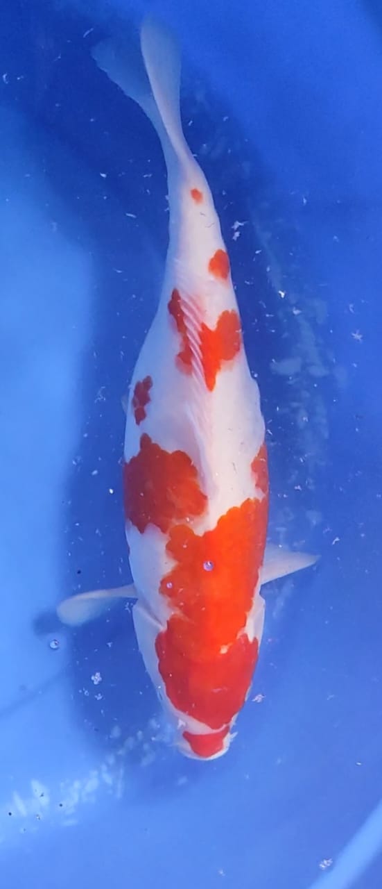 Lelang Koi Online, Jual Beli Ikan Koi, Pusat Jual Beli Koi, Info Lelang Koi Hari Ini, Platform Jual Beli Koi, Jual Beli Ikan Koi Online, Marketplace Ikan Koi, Jual Koi Terbaik, Tempat Beli Koi Berkualitas, Pasar Ikan Koi Online Terpercaya, Penjual Ikan Koi Terpercaya, Beli Koi Hias Online, Ikan Koi untuk Dijual, Koi Kualitas Terbaik, Toko Online Ikan Koi, Koi Hias Untuk Dijual, Jual Beli Ikan Koi Lokal, Koi Indonesia Online, Pusat Jual Beli Koi Terbesar