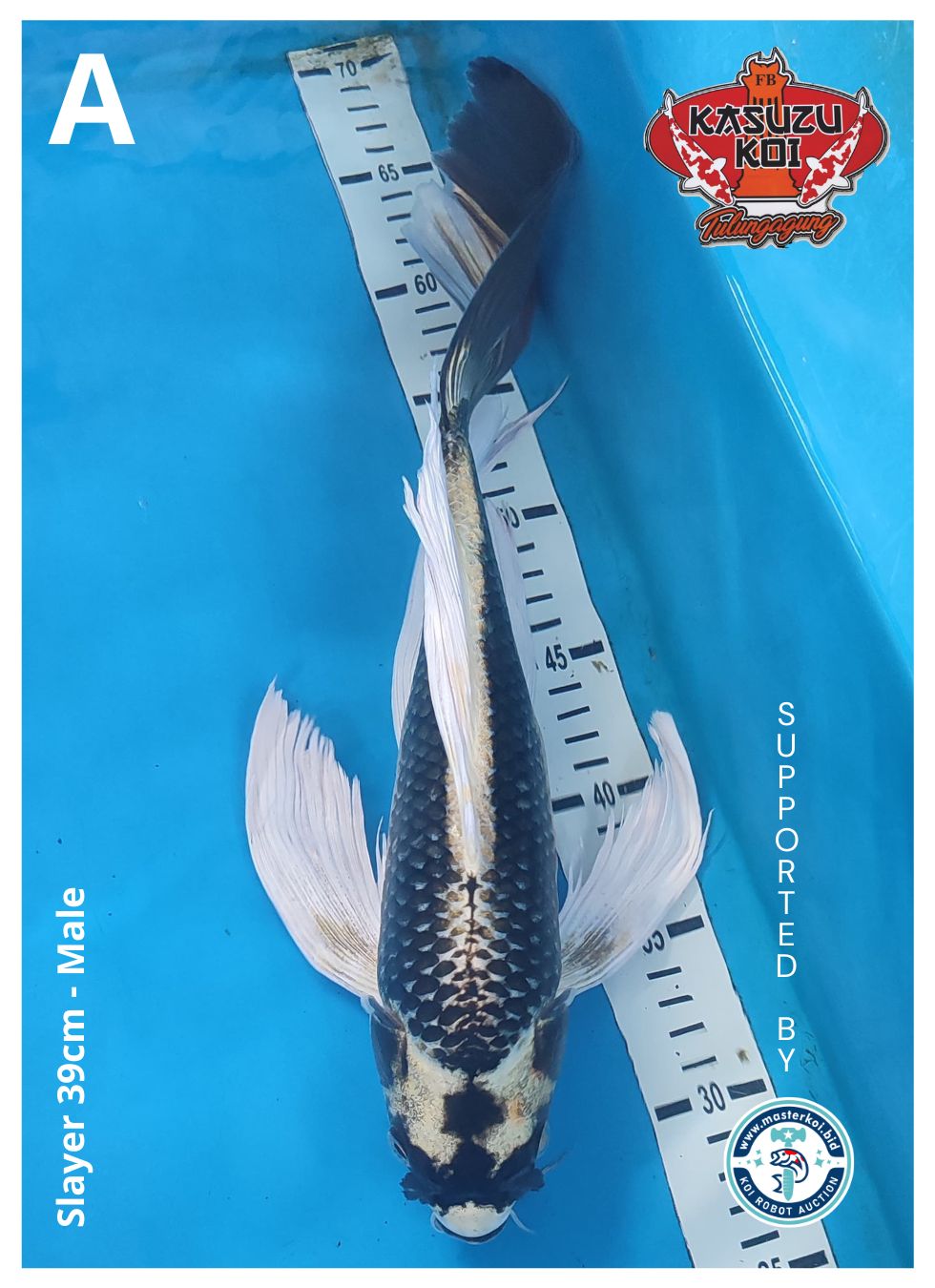 Lelang Koi Online, Jual Beli Ikan Koi, Pusat Jual Beli Koi, Info Lelang Koi Hari Ini, Platform Jual Beli Koi, Jual Beli Ikan Koi Online, Marketplace Ikan Koi, Jual Koi Terbaik, Tempat Beli Koi Berkualitas, Pasar Ikan Koi Online Terpercaya, Penjual Ikan Koi Terpercaya, Beli Koi Hias Online, Ikan Koi untuk Dijual, Koi Kualitas Terbaik, Toko Online Ikan Koi, Koi Hias Untuk Dijual, Jual Beli Ikan Koi Lokal, Koi Indonesia Online, Pusat Jual Beli Koi Terbesar