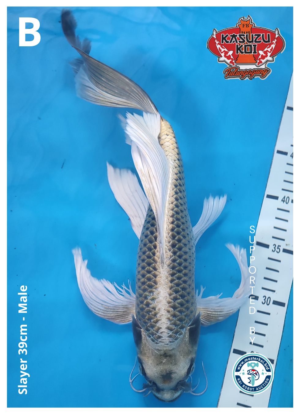 Lelang Koi Online, Jual Beli Ikan Koi, Pusat Jual Beli Koi, Info Lelang Koi Hari Ini, Platform Jual Beli Koi, Jual Beli Ikan Koi Online, Marketplace Ikan Koi, Jual Koi Terbaik, Tempat Beli Koi Berkualitas, Pasar Ikan Koi Online Terpercaya, Penjual Ikan Koi Terpercaya, Beli Koi Hias Online, Ikan Koi untuk Dijual, Koi Kualitas Terbaik, Toko Online Ikan Koi, Koi Hias Untuk Dijual, Jual Beli Ikan Koi Lokal, Koi Indonesia Online, Pusat Jual Beli Koi Terbesar
