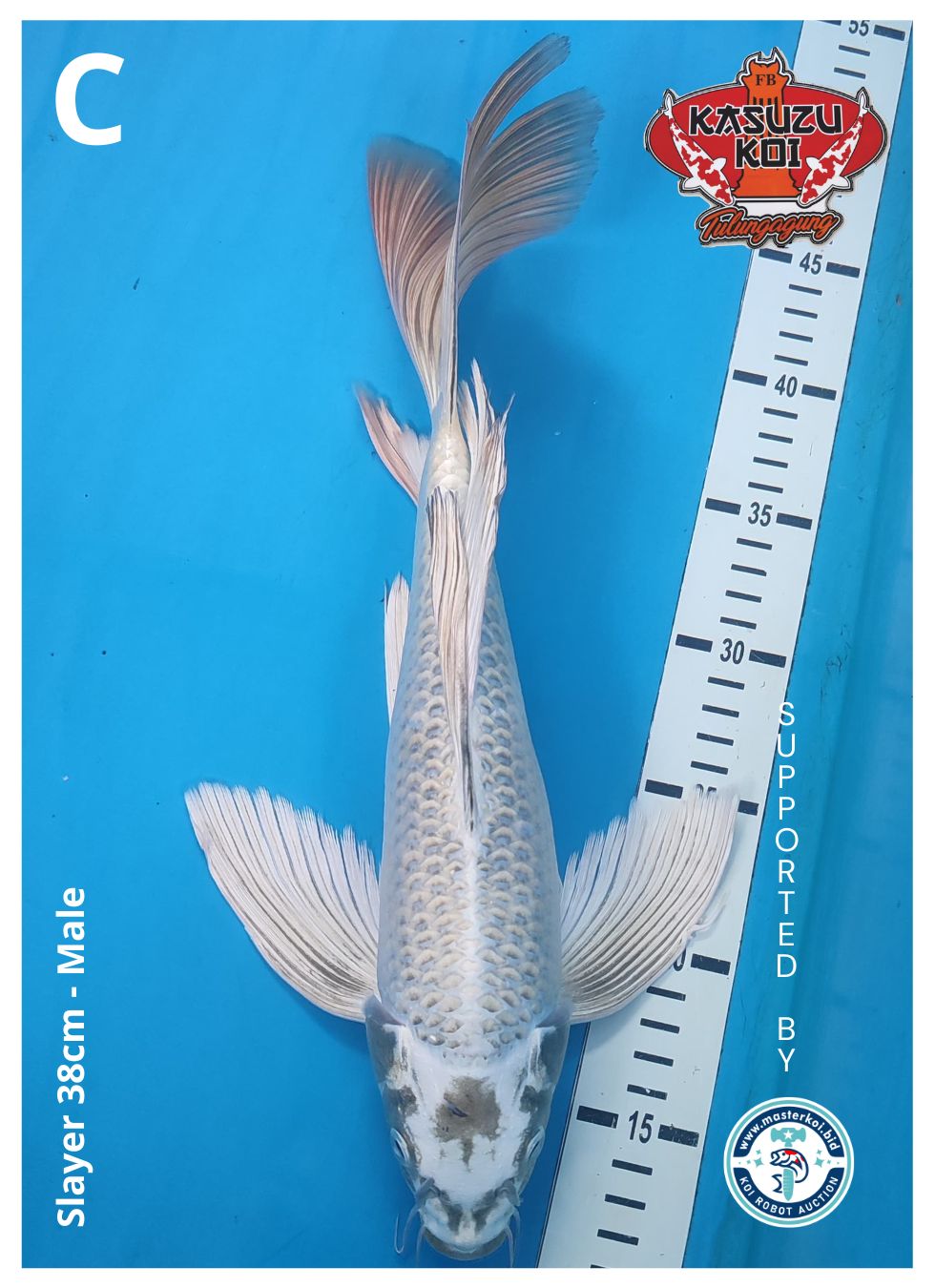 Lelang Koi Online, Jual Beli Ikan Koi, Pusat Jual Beli Koi, Info Lelang Koi Hari Ini, Platform Jual Beli Koi, Jual Beli Ikan Koi Online, Marketplace Ikan Koi, Jual Koi Terbaik, Tempat Beli Koi Berkualitas, Pasar Ikan Koi Online Terpercaya, Penjual Ikan Koi Terpercaya, Beli Koi Hias Online, Ikan Koi untuk Dijual, Koi Kualitas Terbaik, Toko Online Ikan Koi, Koi Hias Untuk Dijual, Jual Beli Ikan Koi Lokal, Koi Indonesia Online, Pusat Jual Beli Koi Terbesar