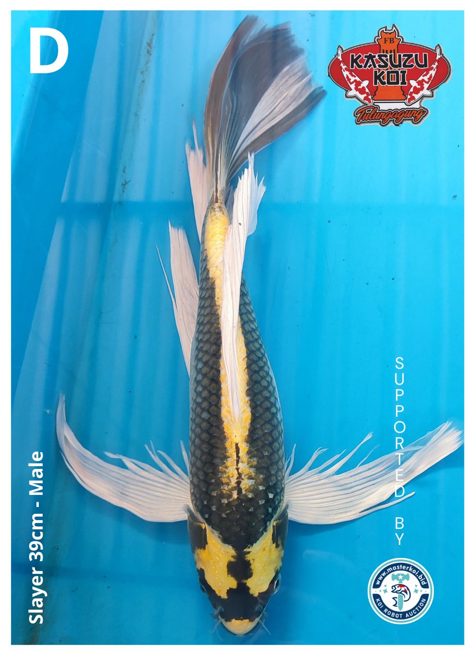 Lelang Koi Online, Jual Beli Ikan Koi, Pusat Jual Beli Koi, Info Lelang Koi Hari Ini, Platform Jual Beli Koi, Jual Beli Ikan Koi Online, Marketplace Ikan Koi, Jual Koi Terbaik, Tempat Beli Koi Berkualitas, Pasar Ikan Koi Online Terpercaya, Penjual Ikan Koi Terpercaya, Beli Koi Hias Online, Ikan Koi untuk Dijual, Koi Kualitas Terbaik, Toko Online Ikan Koi, Koi Hias Untuk Dijual, Jual Beli Ikan Koi Lokal, Koi Indonesia Online, Pusat Jual Beli Koi Terbesar