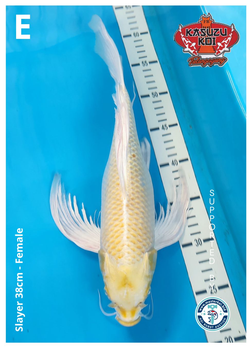 Lelang Koi Online, Jual Beli Ikan Koi, Pusat Jual Beli Koi, Info Lelang Koi Hari Ini, Platform Jual Beli Koi, Jual Beli Ikan Koi Online, Marketplace Ikan Koi, Jual Koi Terbaik, Tempat Beli Koi Berkualitas, Pasar Ikan Koi Online Terpercaya, Penjual Ikan Koi Terpercaya, Beli Koi Hias Online, Ikan Koi untuk Dijual, Koi Kualitas Terbaik, Toko Online Ikan Koi, Koi Hias Untuk Dijual, Jual Beli Ikan Koi Lokal, Koi Indonesia Online, Pusat Jual Beli Koi Terbesar