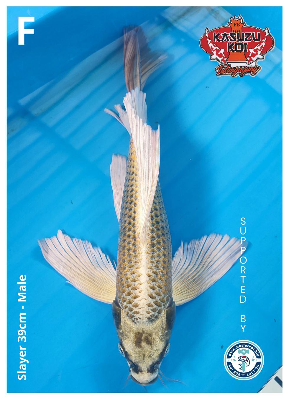 Lelang Koi Online, Jual Beli Ikan Koi, Pusat Jual Beli Koi, Info Lelang Koi Hari Ini, Platform Jual Beli Koi, Jual Beli Ikan Koi Online, Marketplace Ikan Koi, Jual Koi Terbaik, Tempat Beli Koi Berkualitas, Pasar Ikan Koi Online Terpercaya, Penjual Ikan Koi Terpercaya, Beli Koi Hias Online, Ikan Koi untuk Dijual, Koi Kualitas Terbaik, Toko Online Ikan Koi, Koi Hias Untuk Dijual, Jual Beli Ikan Koi Lokal, Koi Indonesia Online, Pusat Jual Beli Koi Terbesar
