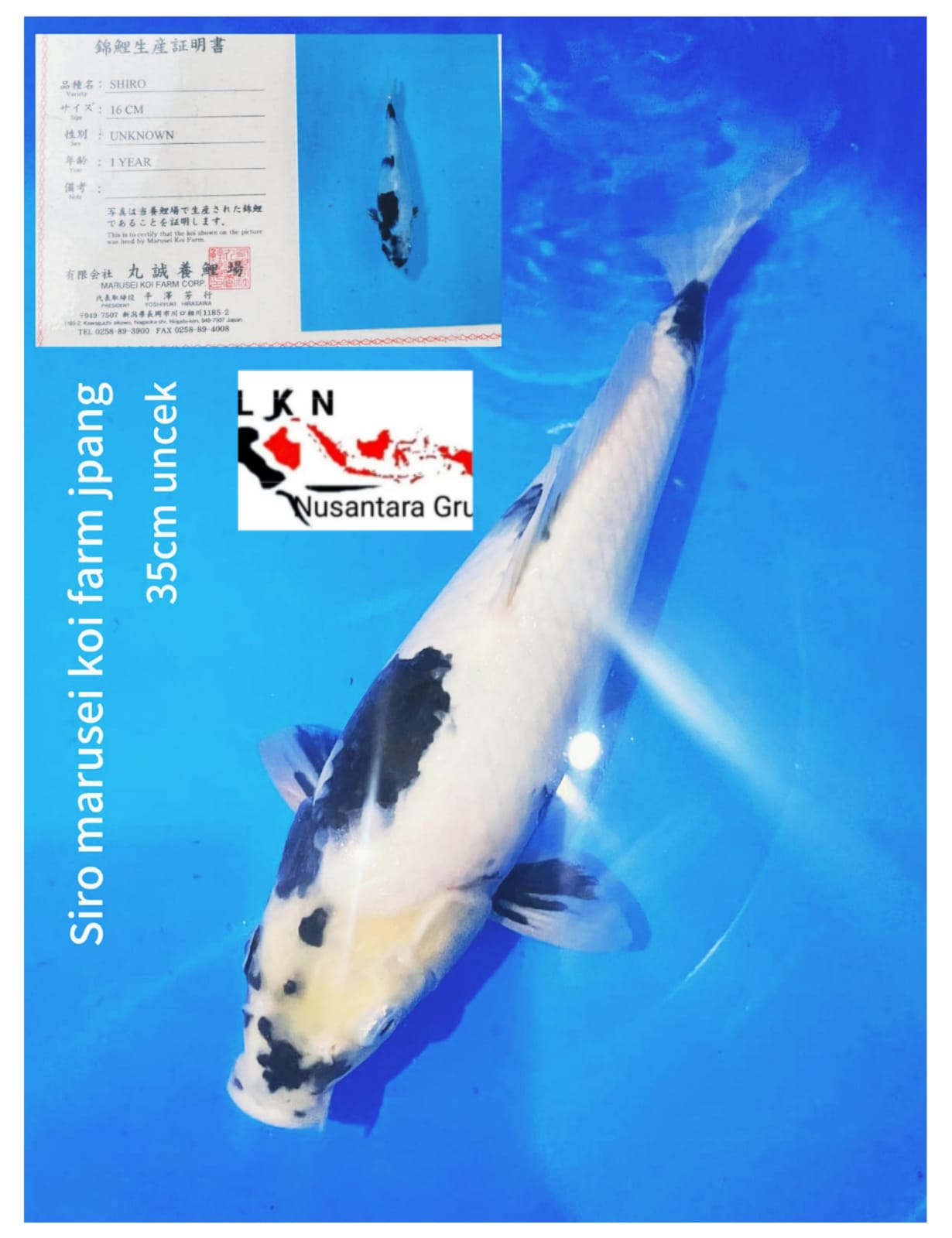 Lelang Koi Online, Jual Beli Ikan Koi, Pusat Jual Beli Koi, Info Lelang Koi Hari Ini, Platform Jual Beli Koi, Jual Beli Ikan Koi Online, Marketplace Ikan Koi, Jual Koi Terbaik, Tempat Beli Koi Berkualitas, Pasar Ikan Koi Online Terpercaya, Penjual Ikan Koi Terpercaya, Beli Koi Hias Online, Ikan Koi untuk Dijual, Koi Kualitas Terbaik, Toko Online Ikan Koi, Koi Hias Untuk Dijual, Jual Beli Ikan Koi Lokal, Koi Indonesia Online, Pusat Jual Beli Koi Terbesar