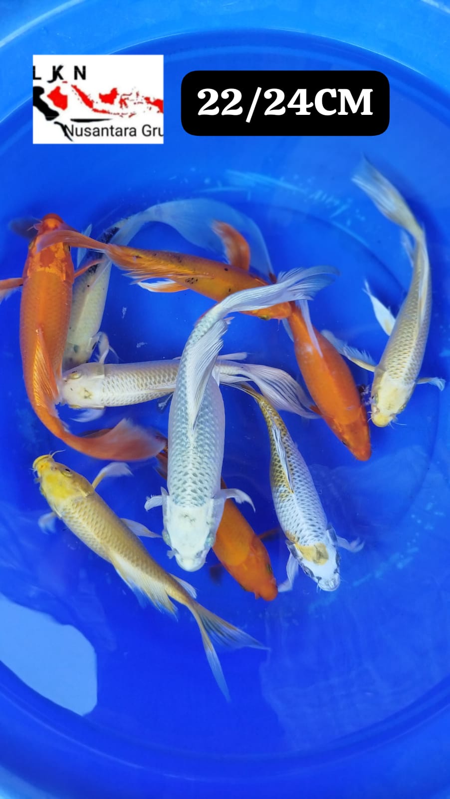 Lelang Koi Online, Jual Beli Ikan Koi, Pusat Jual Beli Koi, Info Lelang Koi Hari Ini, Platform Jual Beli Koi, Jual Beli Ikan Koi Online, Marketplace Ikan Koi, Jual Koi Terbaik, Tempat Beli Koi Berkualitas, Pasar Ikan Koi Online Terpercaya, Penjual Ikan Koi Terpercaya, Beli Koi Hias Online, Ikan Koi untuk Dijual, Koi Kualitas Terbaik, Toko Online Ikan Koi, Koi Hias Untuk Dijual, Jual Beli Ikan Koi Lokal, Koi Indonesia Online, Pusat Jual Beli Koi Terbesar