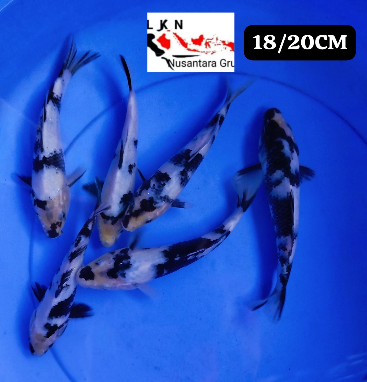 Lelang Koi Online, Jual Beli Ikan Koi, Pusat Jual Beli Koi, Info Lelang Koi Hari Ini, Platform Jual Beli Koi, Jual Beli Ikan Koi Online, Marketplace Ikan Koi, Jual Koi Terbaik, Tempat Beli Koi Berkualitas, Pasar Ikan Koi Online Terpercaya, Penjual Ikan Koi Terpercaya, Beli Koi Hias Online, Ikan Koi untuk Dijual, Koi Kualitas Terbaik, Toko Online Ikan Koi, Koi Hias Untuk Dijual, Jual Beli Ikan Koi Lokal, Koi Indonesia Online, Pusat Jual Beli Koi Terbesar
