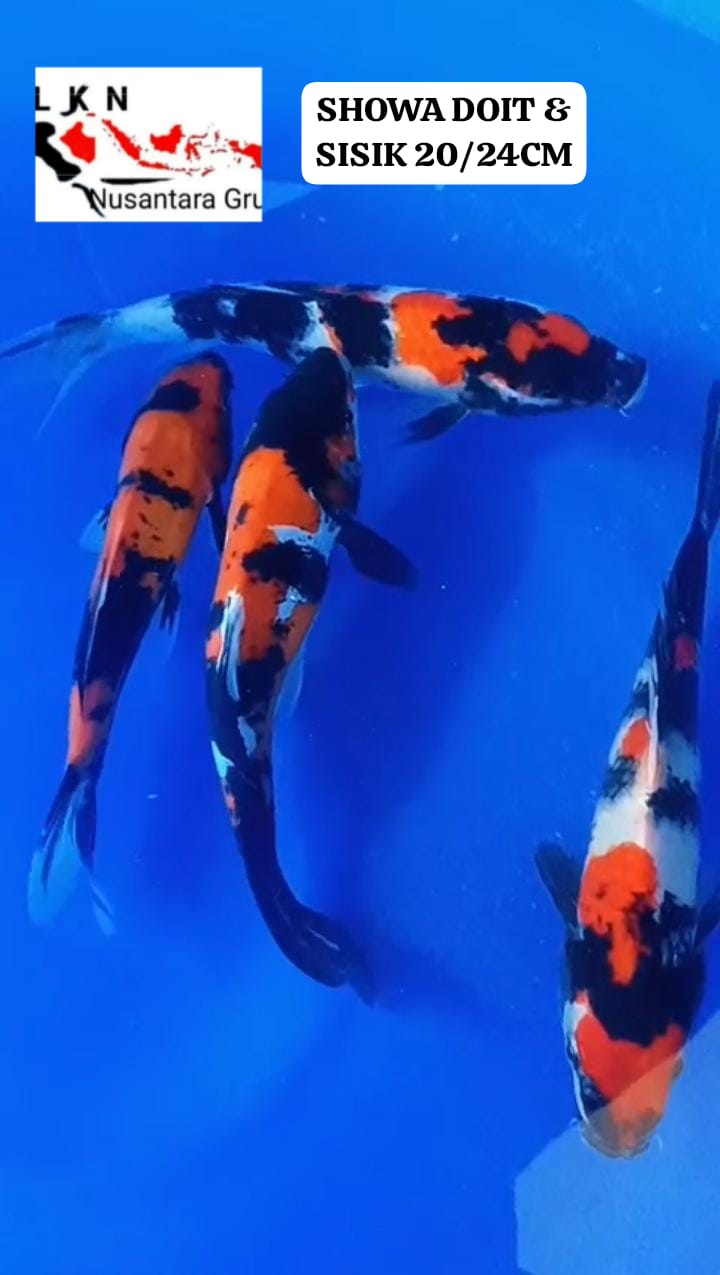 Lelang Koi Online, Jual Beli Ikan Koi, Pusat Jual Beli Koi, Info Lelang Koi Hari Ini, Platform Jual Beli Koi, Jual Beli Ikan Koi Online, Marketplace Ikan Koi, Jual Koi Terbaik, Tempat Beli Koi Berkualitas, Pasar Ikan Koi Online Terpercaya, Penjual Ikan Koi Terpercaya, Beli Koi Hias Online, Ikan Koi untuk Dijual, Koi Kualitas Terbaik, Toko Online Ikan Koi, Koi Hias Untuk Dijual, Jual Beli Ikan Koi Lokal, Koi Indonesia Online, Pusat Jual Beli Koi Terbesar