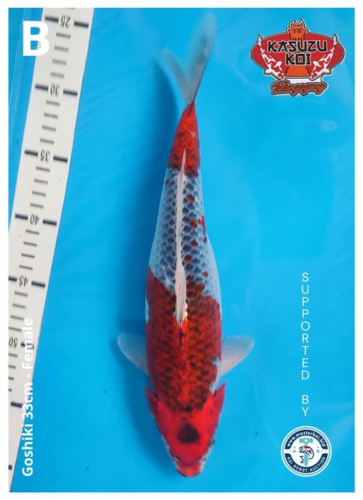 Lelang Koi Online, Jual Beli Ikan Koi, Pusat Jual Beli Koi, Info Lelang Koi Hari Ini, Platform Jual Beli Koi, Jual Beli Ikan Koi Online, Marketplace Ikan Koi, Jual Koi Terbaik, Tempat Beli Koi Berkualitas, Pasar Ikan Koi Online Terpercaya, Penjual Ikan Koi Terpercaya, Beli Koi Hias Online, Ikan Koi untuk Dijual, Koi Kualitas Terbaik, Toko Online Ikan Koi, Koi Hias Untuk Dijual, Jual Beli Ikan Koi Lokal, Koi Indonesia Online, Pusat Jual Beli Koi Terbesar