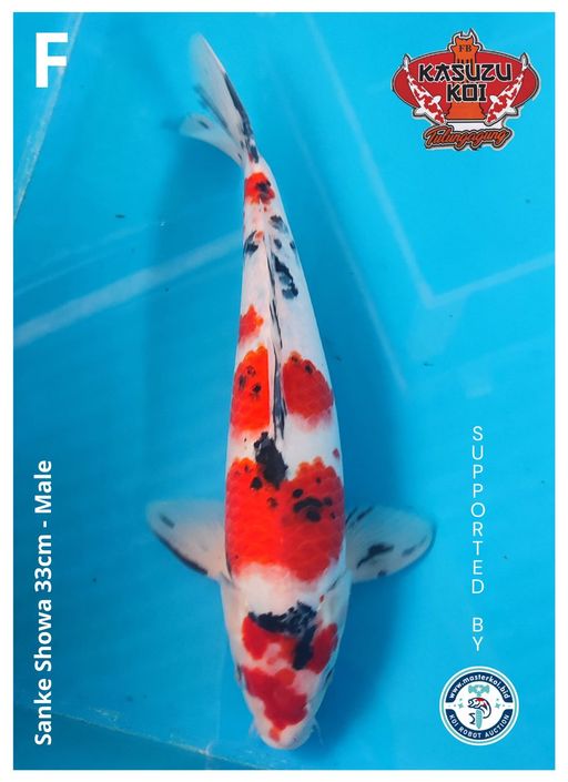 Lelang Koi Online, Jual Beli Ikan Koi, Pusat Jual Beli Koi, Info Lelang Koi Hari Ini, Platform Jual Beli Koi, Jual Beli Ikan Koi Online, Marketplace Ikan Koi, Jual Koi Terbaik, Tempat Beli Koi Berkualitas, Pasar Ikan Koi Online Terpercaya, Penjual Ikan Koi Terpercaya, Beli Koi Hias Online, Ikan Koi untuk Dijual, Koi Kualitas Terbaik, Toko Online Ikan Koi, Koi Hias Untuk Dijual, Jual Beli Ikan Koi Lokal, Koi Indonesia Online, Pusat Jual Beli Koi Terbesar
