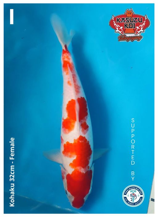 Lelang Koi Online, Jual Beli Ikan Koi, Pusat Jual Beli Koi, Info Lelang Koi Hari Ini, Platform Jual Beli Koi, Jual Beli Ikan Koi Online, Marketplace Ikan Koi, Jual Koi Terbaik, Tempat Beli Koi Berkualitas, Pasar Ikan Koi Online Terpercaya, Penjual Ikan Koi Terpercaya, Beli Koi Hias Online, Ikan Koi untuk Dijual, Koi Kualitas Terbaik, Toko Online Ikan Koi, Koi Hias Untuk Dijual, Jual Beli Ikan Koi Lokal, Koi Indonesia Online, Pusat Jual Beli Koi Terbesar