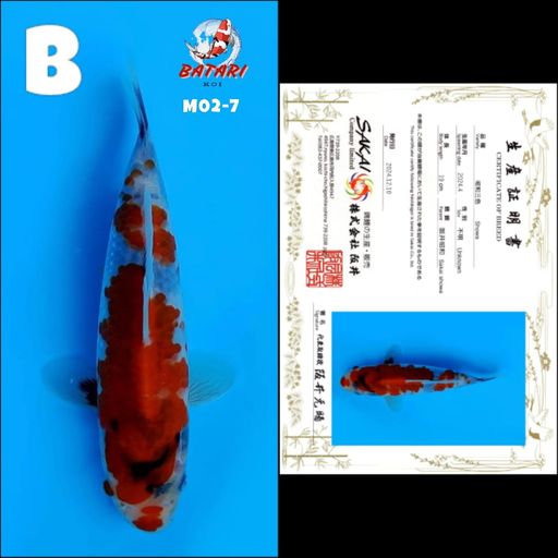 Lelang Koi Online, Jual Beli Ikan Koi, Pusat Jual Beli Koi, Info Lelang Koi Hari Ini, Platform Jual Beli Koi, Jual Beli Ikan Koi Online, Marketplace Ikan Koi, Jual Koi Terbaik, Tempat Beli Koi Berkualitas, Pasar Ikan Koi Online Terpercaya, Penjual Ikan Koi Terpercaya, Beli Koi Hias Online, Ikan Koi untuk Dijual, Koi Kualitas Terbaik, Toko Online Ikan Koi, Koi Hias Untuk Dijual, Jual Beli Ikan Koi Lokal, Koi Indonesia Online, Pusat Jual Beli Koi Terbesar