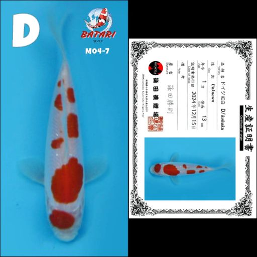 Lelang Koi Online, Jual Beli Ikan Koi, Pusat Jual Beli Koi, Info Lelang Koi Hari Ini, Platform Jual Beli Koi, Jual Beli Ikan Koi Online, Marketplace Ikan Koi, Jual Koi Terbaik, Tempat Beli Koi Berkualitas, Pasar Ikan Koi Online Terpercaya, Penjual Ikan Koi Terpercaya, Beli Koi Hias Online, Ikan Koi untuk Dijual, Koi Kualitas Terbaik, Toko Online Ikan Koi, Koi Hias Untuk Dijual, Jual Beli Ikan Koi Lokal, Koi Indonesia Online, Pusat Jual Beli Koi Terbesar