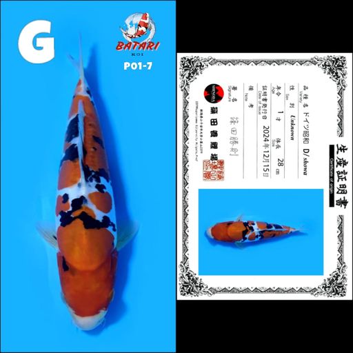 Lelang Koi Online, Jual Beli Ikan Koi, Pusat Jual Beli Koi, Info Lelang Koi Hari Ini, Platform Jual Beli Koi, Jual Beli Ikan Koi Online, Marketplace Ikan Koi, Jual Koi Terbaik, Tempat Beli Koi Berkualitas, Pasar Ikan Koi Online Terpercaya, Penjual Ikan Koi Terpercaya, Beli Koi Hias Online, Ikan Koi untuk Dijual, Koi Kualitas Terbaik, Toko Online Ikan Koi, Koi Hias Untuk Dijual, Jual Beli Ikan Koi Lokal, Koi Indonesia Online, Pusat Jual Beli Koi Terbesar