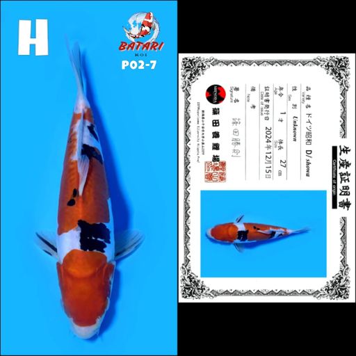 Lelang Koi Online, Jual Beli Ikan Koi, Pusat Jual Beli Koi, Info Lelang Koi Hari Ini, Platform Jual Beli Koi, Jual Beli Ikan Koi Online, Marketplace Ikan Koi, Jual Koi Terbaik, Tempat Beli Koi Berkualitas, Pasar Ikan Koi Online Terpercaya, Penjual Ikan Koi Terpercaya, Beli Koi Hias Online, Ikan Koi untuk Dijual, Koi Kualitas Terbaik, Toko Online Ikan Koi, Koi Hias Untuk Dijual, Jual Beli Ikan Koi Lokal, Koi Indonesia Online, Pusat Jual Beli Koi Terbesar