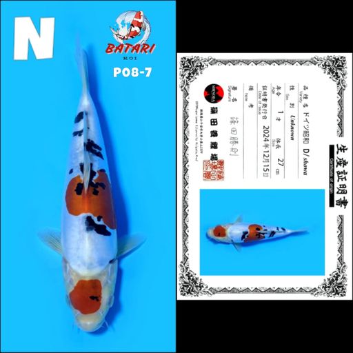 Lelang Koi Online, Jual Beli Ikan Koi, Pusat Jual Beli Koi, Info Lelang Koi Hari Ini, Platform Jual Beli Koi, Jual Beli Ikan Koi Online, Marketplace Ikan Koi, Jual Koi Terbaik, Tempat Beli Koi Berkualitas, Pasar Ikan Koi Online Terpercaya, Penjual Ikan Koi Terpercaya, Beli Koi Hias Online, Ikan Koi untuk Dijual, Koi Kualitas Terbaik, Toko Online Ikan Koi, Koi Hias Untuk Dijual, Jual Beli Ikan Koi Lokal, Koi Indonesia Online, Pusat Jual Beli Koi Terbesar
