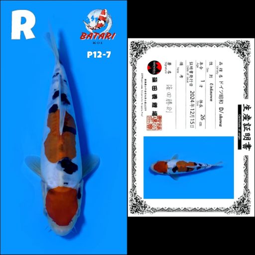 Lelang Koi Online, Jual Beli Ikan Koi, Pusat Jual Beli Koi, Info Lelang Koi Hari Ini, Platform Jual Beli Koi, Jual Beli Ikan Koi Online, Marketplace Ikan Koi, Jual Koi Terbaik, Tempat Beli Koi Berkualitas, Pasar Ikan Koi Online Terpercaya, Penjual Ikan Koi Terpercaya, Beli Koi Hias Online, Ikan Koi untuk Dijual, Koi Kualitas Terbaik, Toko Online Ikan Koi, Koi Hias Untuk Dijual, Jual Beli Ikan Koi Lokal, Koi Indonesia Online, Pusat Jual Beli Koi Terbesar