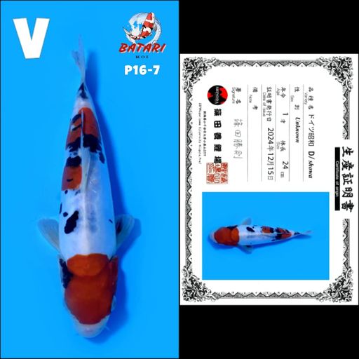 Lelang Koi Online, Jual Beli Ikan Koi, Pusat Jual Beli Koi, Info Lelang Koi Hari Ini, Platform Jual Beli Koi, Jual Beli Ikan Koi Online, Marketplace Ikan Koi, Jual Koi Terbaik, Tempat Beli Koi Berkualitas, Pasar Ikan Koi Online Terpercaya, Penjual Ikan Koi Terpercaya, Beli Koi Hias Online, Ikan Koi untuk Dijual, Koi Kualitas Terbaik, Toko Online Ikan Koi, Koi Hias Untuk Dijual, Jual Beli Ikan Koi Lokal, Koi Indonesia Online, Pusat Jual Beli Koi Terbesar