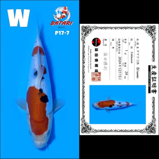Lelang Koi Online, Jual Beli Ikan Koi, Pusat Jual Beli Koi, Info Lelang Koi Hari Ini, Platform Jual Beli Koi, Jual Beli Ikan Koi Online, Marketplace Ikan Koi, Jual Koi Terbaik, Tempat Beli Koi Berkualitas, Pasar Ikan Koi Online Terpercaya, Penjual Ikan Koi Terpercaya, Beli Koi Hias Online, Ikan Koi untuk Dijual, Koi Kualitas Terbaik, Toko Online Ikan Koi, Koi Hias Untuk Dijual, Jual Beli Ikan Koi Lokal, Koi Indonesia Online, Pusat Jual Beli Koi Terbesar