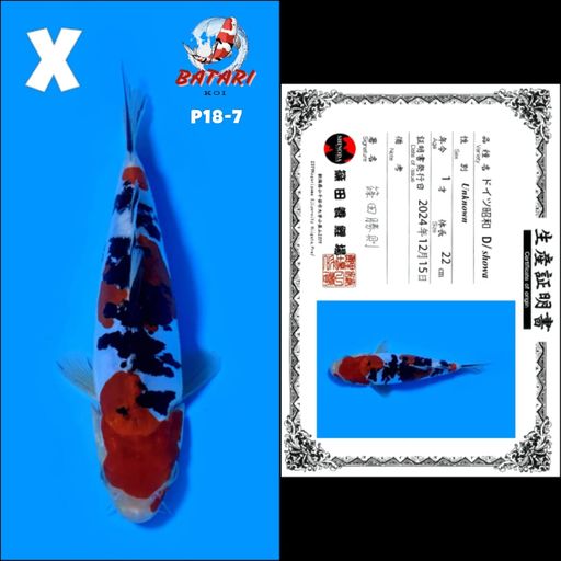 Lelang Koi Online, Jual Beli Ikan Koi, Pusat Jual Beli Koi, Info Lelang Koi Hari Ini, Platform Jual Beli Koi, Jual Beli Ikan Koi Online, Marketplace Ikan Koi, Jual Koi Terbaik, Tempat Beli Koi Berkualitas, Pasar Ikan Koi Online Terpercaya, Penjual Ikan Koi Terpercaya, Beli Koi Hias Online, Ikan Koi untuk Dijual, Koi Kualitas Terbaik, Toko Online Ikan Koi, Koi Hias Untuk Dijual, Jual Beli Ikan Koi Lokal, Koi Indonesia Online, Pusat Jual Beli Koi Terbesar