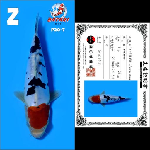 Lelang Koi Online, Jual Beli Ikan Koi, Pusat Jual Beli Koi, Info Lelang Koi Hari Ini, Platform Jual Beli Koi, Jual Beli Ikan Koi Online, Marketplace Ikan Koi, Jual Koi Terbaik, Tempat Beli Koi Berkualitas, Pasar Ikan Koi Online Terpercaya, Penjual Ikan Koi Terpercaya, Beli Koi Hias Online, Ikan Koi untuk Dijual, Koi Kualitas Terbaik, Toko Online Ikan Koi, Koi Hias Untuk Dijual, Jual Beli Ikan Koi Lokal, Koi Indonesia Online, Pusat Jual Beli Koi Terbesar