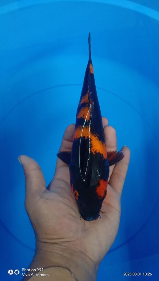 Lelang Koi Online, Jual Beli Ikan Koi, Pusat Jual Beli Koi, Info Lelang Koi Hari Ini, Platform Jual Beli Koi, Jual Beli Ikan Koi Online, Marketplace Ikan Koi, Jual Koi Terbaik, Tempat Beli Koi Berkualitas, Pasar Ikan Koi Online Terpercaya, Penjual Ikan Koi Terpercaya, Beli Koi Hias Online, Ikan Koi untuk Dijual, Koi Kualitas Terbaik, Toko Online Ikan Koi, Koi Hias Untuk Dijual, Jual Beli Ikan Koi Lokal, Koi Indonesia Online, Pusat Jual Beli Koi Terbesar