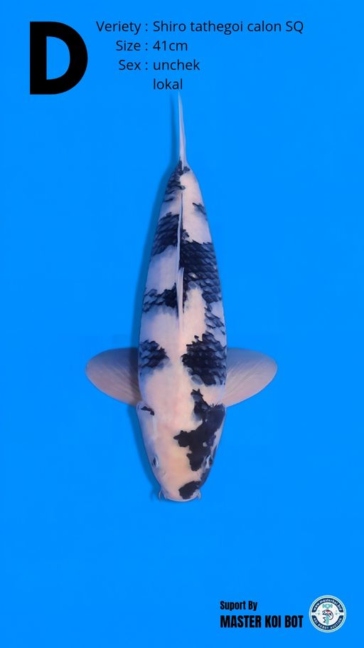 Lelang Koi Online, Jual Beli Ikan Koi, Pusat Jual Beli Koi, Info Lelang Koi Hari Ini, Platform Jual Beli Koi, Jual Beli Ikan Koi Online, Marketplace Ikan Koi, Jual Koi Terbaik, Tempat Beli Koi Berkualitas, Pasar Ikan Koi Online Terpercaya, Penjual Ikan Koi Terpercaya, Beli Koi Hias Online, Ikan Koi untuk Dijual, Koi Kualitas Terbaik, Toko Online Ikan Koi, Koi Hias Untuk Dijual, Jual Beli Ikan Koi Lokal, Koi Indonesia Online, Pusat Jual Beli Koi Terbesar