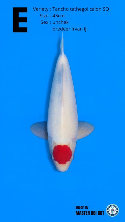 Lelang Koi Online, Jual Beli Ikan Koi, Pusat Jual Beli Koi, Info Lelang Koi Hari Ini, Platform Jual Beli Koi, Jual Beli Ikan Koi Online, Marketplace Ikan Koi, Jual Koi Terbaik, Tempat Beli Koi Berkualitas, Pasar Ikan Koi Online Terpercaya, Penjual Ikan Koi Terpercaya, Beli Koi Hias Online, Ikan Koi untuk Dijual, Koi Kualitas Terbaik, Toko Online Ikan Koi, Koi Hias Untuk Dijual, Jual Beli Ikan Koi Lokal, Koi Indonesia Online, Pusat Jual Beli Koi Terbesar