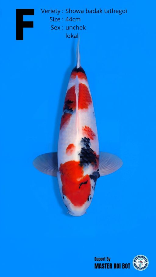 Lelang Koi Online, Jual Beli Ikan Koi, Pusat Jual Beli Koi, Info Lelang Koi Hari Ini, Platform Jual Beli Koi, Jual Beli Ikan Koi Online, Marketplace Ikan Koi, Jual Koi Terbaik, Tempat Beli Koi Berkualitas, Pasar Ikan Koi Online Terpercaya, Penjual Ikan Koi Terpercaya, Beli Koi Hias Online, Ikan Koi untuk Dijual, Koi Kualitas Terbaik, Toko Online Ikan Koi, Koi Hias Untuk Dijual, Jual Beli Ikan Koi Lokal, Koi Indonesia Online, Pusat Jual Beli Koi Terbesar