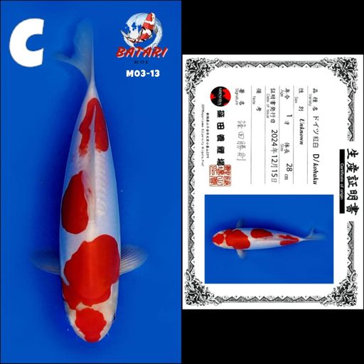 Lelang Koi Online, Jual Beli Ikan Koi, Pusat Jual Beli Koi, Info Lelang Koi Hari Ini, Platform Jual Beli Koi, Jual Beli Ikan Koi Online, Marketplace Ikan Koi, Jual Koi Terbaik, Tempat Beli Koi Berkualitas, Pasar Ikan Koi Online Terpercaya, Penjual Ikan Koi Terpercaya, Beli Koi Hias Online, Ikan Koi untuk Dijual, Koi Kualitas Terbaik, Toko Online Ikan Koi, Koi Hias Untuk Dijual, Jual Beli Ikan Koi Lokal, Koi Indonesia Online, Pusat Jual Beli Koi Terbesar