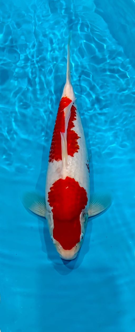 Lelang Koi Online, Jual Beli Ikan Koi, Pusat Jual Beli Koi, Info Lelang Koi Hari Ini, Platform Jual Beli Koi, Jual Beli Ikan Koi Online, Marketplace Ikan Koi, Jual Koi Terbaik, Tempat Beli Koi Berkualitas, Pasar Ikan Koi Online Terpercaya, Penjual Ikan Koi Terpercaya, Beli Koi Hias Online, Ikan Koi untuk Dijual, Koi Kualitas Terbaik, Toko Online Ikan Koi, Koi Hias Untuk Dijual, Jual Beli Ikan Koi Lokal, Koi Indonesia Online, Pusat Jual Beli Koi Terbesar