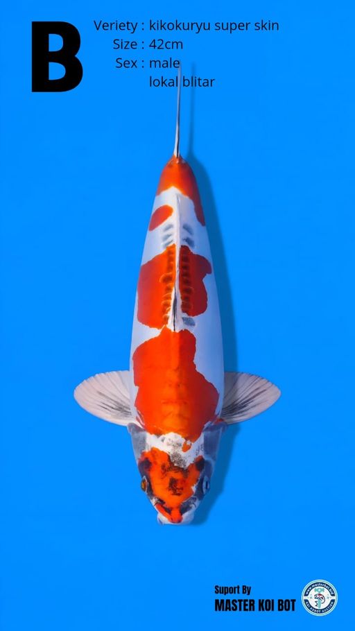 Lelang Koi Online, Jual Beli Ikan Koi, Pusat Jual Beli Koi, Info Lelang Koi Hari Ini, Platform Jual Beli Koi, Jual Beli Ikan Koi Online, Marketplace Ikan Koi, Jual Koi Terbaik, Tempat Beli Koi Berkualitas, Pasar Ikan Koi Online Terpercaya, Penjual Ikan Koi Terpercaya, Beli Koi Hias Online, Ikan Koi untuk Dijual, Koi Kualitas Terbaik, Toko Online Ikan Koi, Koi Hias Untuk Dijual, Jual Beli Ikan Koi Lokal, Koi Indonesia Online, Pusat Jual Beli Koi Terbesar