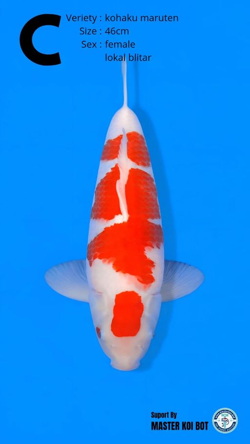 Lelang Koi Online, Jual Beli Ikan Koi, Pusat Jual Beli Koi, Info Lelang Koi Hari Ini, Platform Jual Beli Koi, Jual Beli Ikan Koi Online, Marketplace Ikan Koi, Jual Koi Terbaik, Tempat Beli Koi Berkualitas, Pasar Ikan Koi Online Terpercaya, Penjual Ikan Koi Terpercaya, Beli Koi Hias Online, Ikan Koi untuk Dijual, Koi Kualitas Terbaik, Toko Online Ikan Koi, Koi Hias Untuk Dijual, Jual Beli Ikan Koi Lokal, Koi Indonesia Online, Pusat Jual Beli Koi Terbesar