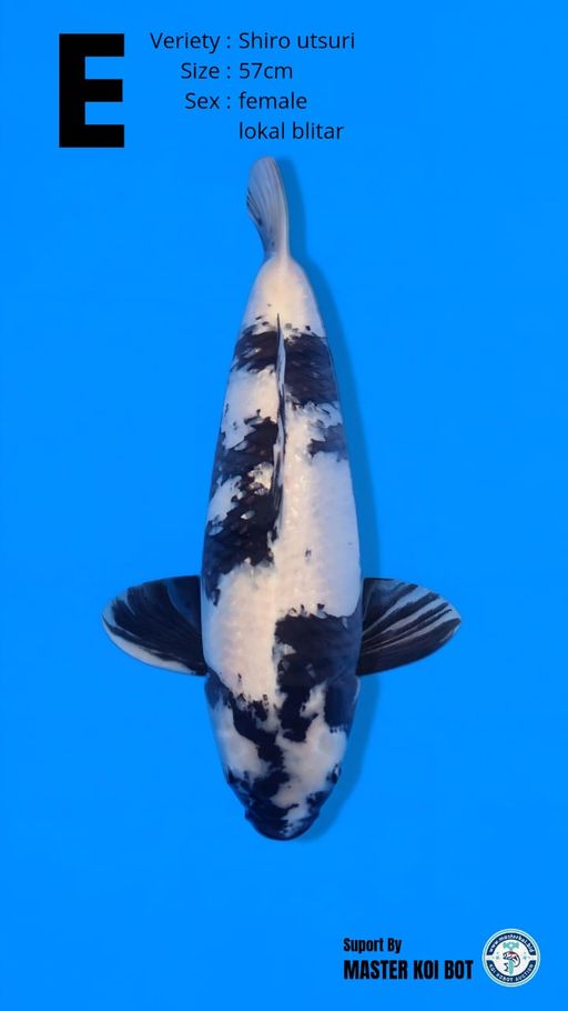 Lelang Koi Online, Jual Beli Ikan Koi, Pusat Jual Beli Koi, Info Lelang Koi Hari Ini, Platform Jual Beli Koi, Jual Beli Ikan Koi Online, Marketplace Ikan Koi, Jual Koi Terbaik, Tempat Beli Koi Berkualitas, Pasar Ikan Koi Online Terpercaya, Penjual Ikan Koi Terpercaya, Beli Koi Hias Online, Ikan Koi untuk Dijual, Koi Kualitas Terbaik, Toko Online Ikan Koi, Koi Hias Untuk Dijual, Jual Beli Ikan Koi Lokal, Koi Indonesia Online, Pusat Jual Beli Koi Terbesar