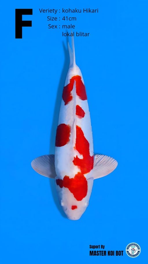 Lelang Koi Online, Jual Beli Ikan Koi, Pusat Jual Beli Koi, Info Lelang Koi Hari Ini, Platform Jual Beli Koi, Jual Beli Ikan Koi Online, Marketplace Ikan Koi, Jual Koi Terbaik, Tempat Beli Koi Berkualitas, Pasar Ikan Koi Online Terpercaya, Penjual Ikan Koi Terpercaya, Beli Koi Hias Online, Ikan Koi untuk Dijual, Koi Kualitas Terbaik, Toko Online Ikan Koi, Koi Hias Untuk Dijual, Jual Beli Ikan Koi Lokal, Koi Indonesia Online, Pusat Jual Beli Koi Terbesar