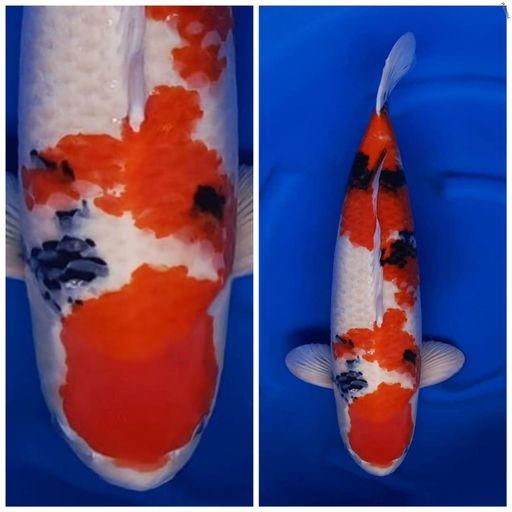 Lelang Koi Online, Jual Beli Ikan Koi, Pusat Jual Beli Koi, Info Lelang Koi Hari Ini, Platform Jual Beli Koi, Jual Beli Ikan Koi Online, Marketplace Ikan Koi, Jual Koi Terbaik, Tempat Beli Koi Berkualitas, Pasar Ikan Koi Online Terpercaya, Penjual Ikan Koi Terpercaya, Beli Koi Hias Online, Ikan Koi untuk Dijual, Koi Kualitas Terbaik, Toko Online Ikan Koi, Koi Hias Untuk Dijual, Jual Beli Ikan Koi Lokal, Koi Indonesia Online, Pusat Jual Beli Koi Terbesar