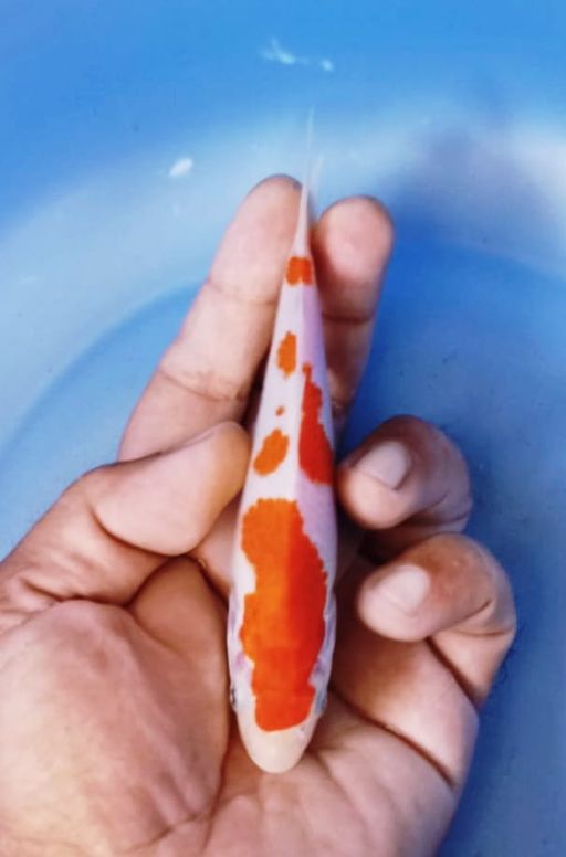 Lelang Koi Online, Jual Beli Ikan Koi, Pusat Jual Beli Koi, Info Lelang Koi Hari Ini, Platform Jual Beli Koi, Jual Beli Ikan Koi Online, Marketplace Ikan Koi, Jual Koi Terbaik, Tempat Beli Koi Berkualitas, Pasar Ikan Koi Online Terpercaya, Penjual Ikan Koi Terpercaya, Beli Koi Hias Online, Ikan Koi untuk Dijual, Koi Kualitas Terbaik, Toko Online Ikan Koi, Koi Hias Untuk Dijual, Jual Beli Ikan Koi Lokal, Koi Indonesia Online, Pusat Jual Beli Koi Terbesar