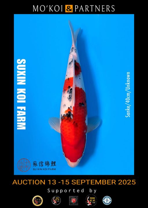 Lelang Koi Online, Jual Beli Ikan Koi, Pusat Jual Beli Koi, Info Lelang Koi Hari Ini, Platform Jual Beli Koi, Jual Beli Ikan Koi Online, Marketplace Ikan Koi, Jual Koi Terbaik, Tempat Beli Koi Berkualitas, Pasar Ikan Koi Online Terpercaya, Penjual Ikan Koi Terpercaya, Beli Koi Hias Online, Ikan Koi untuk Dijual, Koi Kualitas Terbaik, Toko Online Ikan Koi, Koi Hias Untuk Dijual, Jual Beli Ikan Koi Lokal, Koi Indonesia Online, Pusat Jual Beli Koi Terbesar