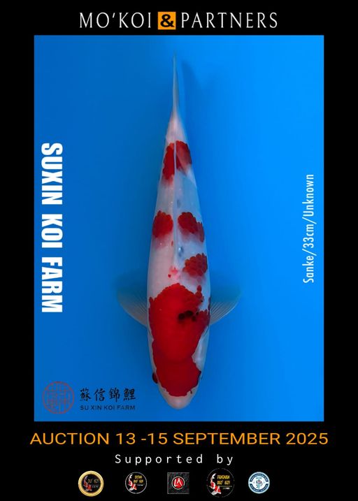 Lelang Koi Online, Jual Beli Ikan Koi, Pusat Jual Beli Koi, Info Lelang Koi Hari Ini, Platform Jual Beli Koi, Jual Beli Ikan Koi Online, Marketplace Ikan Koi, Jual Koi Terbaik, Tempat Beli Koi Berkualitas, Pasar Ikan Koi Online Terpercaya, Penjual Ikan Koi Terpercaya, Beli Koi Hias Online, Ikan Koi untuk Dijual, Koi Kualitas Terbaik, Toko Online Ikan Koi, Koi Hias Untuk Dijual, Jual Beli Ikan Koi Lokal, Koi Indonesia Online, Pusat Jual Beli Koi Terbesar