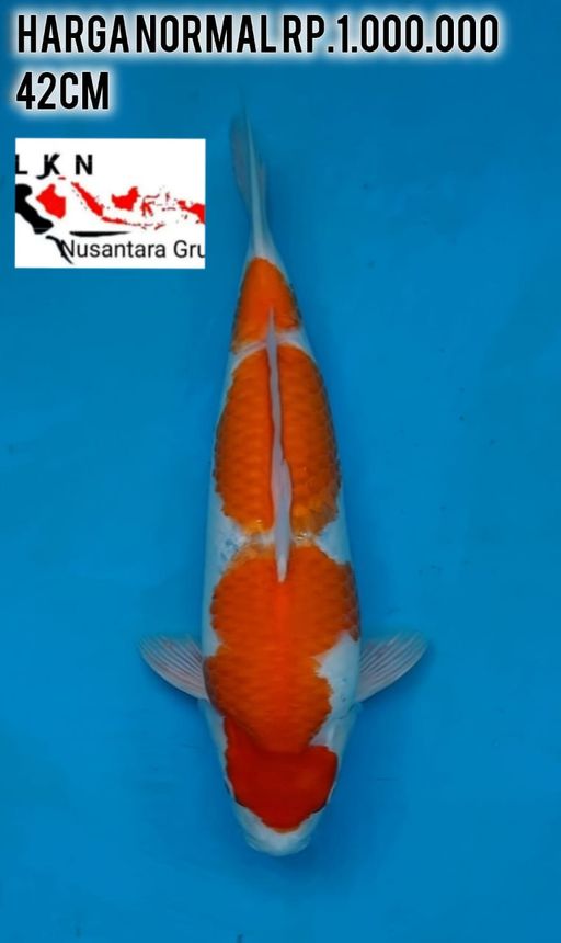 Lelang Koi Online, Jual Beli Ikan Koi, Pusat Jual Beli Koi, Info Lelang Koi Hari Ini, Platform Jual Beli Koi, Jual Beli Ikan Koi Online, Marketplace Ikan Koi, Jual Koi Terbaik, Tempat Beli Koi Berkualitas, Pasar Ikan Koi Online Terpercaya, Penjual Ikan Koi Terpercaya, Beli Koi Hias Online, Ikan Koi untuk Dijual, Koi Kualitas Terbaik, Toko Online Ikan Koi, Koi Hias Untuk Dijual, Jual Beli Ikan Koi Lokal, Koi Indonesia Online, Pusat Jual Beli Koi Terbesar