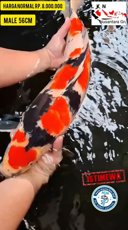 Lelang Koi Online, Jual Beli Ikan Koi, Pusat Jual Beli Koi, Info Lelang Koi Hari Ini, Platform Jual Beli Koi, Jual Beli Ikan Koi Online, Marketplace Ikan Koi, Jual Koi Terbaik, Tempat Beli Koi Berkualitas, Pasar Ikan Koi Online Terpercaya, Penjual Ikan Koi Terpercaya, Beli Koi Hias Online, Ikan Koi untuk Dijual, Koi Kualitas Terbaik, Toko Online Ikan Koi, Koi Hias Untuk Dijual, Jual Beli Ikan Koi Lokal, Koi Indonesia Online, Pusat Jual Beli Koi Terbesar