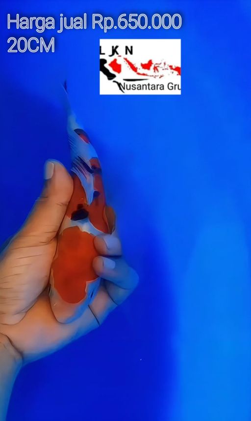 Lelang Koi Online, Jual Beli Ikan Koi, Pusat Jual Beli Koi, Info Lelang Koi Hari Ini, Platform Jual Beli Koi, Jual Beli Ikan Koi Online, Marketplace Ikan Koi, Jual Koi Terbaik, Tempat Beli Koi Berkualitas, Pasar Ikan Koi Online Terpercaya, Penjual Ikan Koi Terpercaya, Beli Koi Hias Online, Ikan Koi untuk Dijual, Koi Kualitas Terbaik, Toko Online Ikan Koi, Koi Hias Untuk Dijual, Jual Beli Ikan Koi Lokal, Koi Indonesia Online, Pusat Jual Beli Koi Terbesar