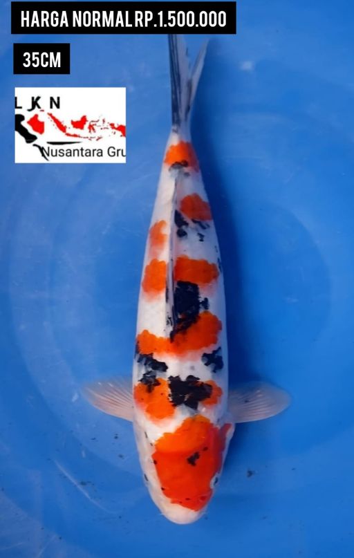 Lelang Koi Online, Jual Beli Ikan Koi, Pusat Jual Beli Koi, Info Lelang Koi Hari Ini, Platform Jual Beli Koi, Jual Beli Ikan Koi Online, Marketplace Ikan Koi, Jual Koi Terbaik, Tempat Beli Koi Berkualitas, Pasar Ikan Koi Online Terpercaya, Penjual Ikan Koi Terpercaya, Beli Koi Hias Online, Ikan Koi untuk Dijual, Koi Kualitas Terbaik, Toko Online Ikan Koi, Koi Hias Untuk Dijual, Jual Beli Ikan Koi Lokal, Koi Indonesia Online, Pusat Jual Beli Koi Terbesar