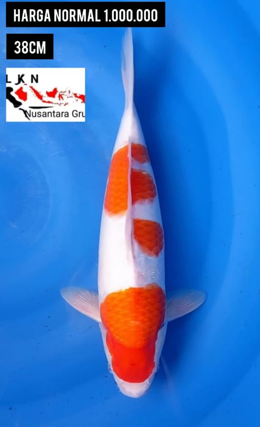 Lelang Koi Online, Jual Beli Ikan Koi, Pusat Jual Beli Koi, Info Lelang Koi Hari Ini, Platform Jual Beli Koi, Jual Beli Ikan Koi Online, Marketplace Ikan Koi, Jual Koi Terbaik, Tempat Beli Koi Berkualitas, Pasar Ikan Koi Online Terpercaya, Penjual Ikan Koi Terpercaya, Beli Koi Hias Online, Ikan Koi untuk Dijual, Koi Kualitas Terbaik, Toko Online Ikan Koi, Koi Hias Untuk Dijual, Jual Beli Ikan Koi Lokal, Koi Indonesia Online, Pusat Jual Beli Koi Terbesar