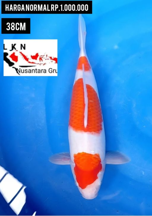 Lelang Koi Online, Jual Beli Ikan Koi, Pusat Jual Beli Koi, Info Lelang Koi Hari Ini, Platform Jual Beli Koi, Jual Beli Ikan Koi Online, Marketplace Ikan Koi, Jual Koi Terbaik, Tempat Beli Koi Berkualitas, Pasar Ikan Koi Online Terpercaya, Penjual Ikan Koi Terpercaya, Beli Koi Hias Online, Ikan Koi untuk Dijual, Koi Kualitas Terbaik, Toko Online Ikan Koi, Koi Hias Untuk Dijual, Jual Beli Ikan Koi Lokal, Koi Indonesia Online, Pusat Jual Beli Koi Terbesar