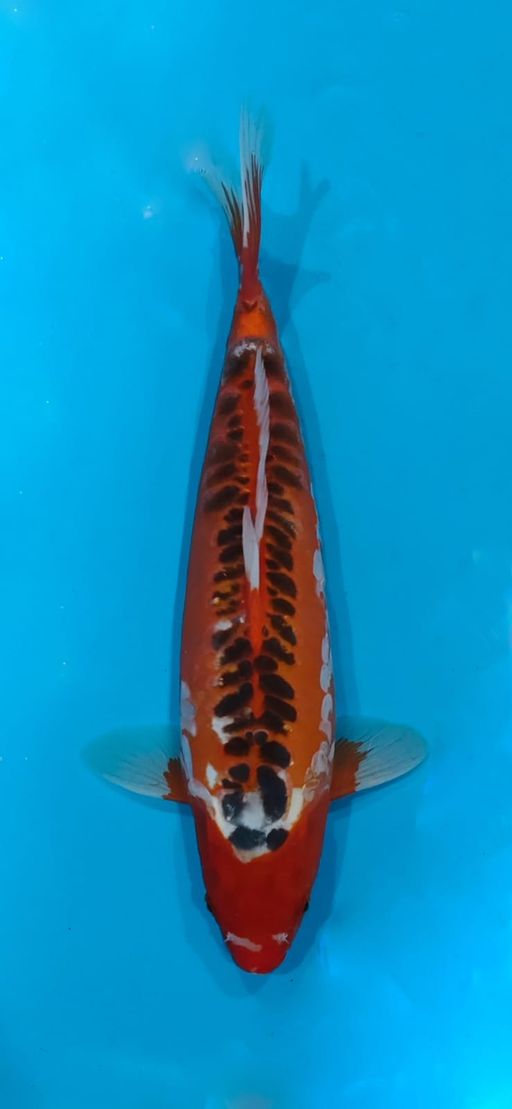 Lelang Koi Online, Jual Beli Ikan Koi, Pusat Jual Beli Koi, Info Lelang Koi Hari Ini, Platform Jual Beli Koi, Jual Beli Ikan Koi Online, Marketplace Ikan Koi, Jual Koi Terbaik, Tempat Beli Koi Berkualitas, Pasar Ikan Koi Online Terpercaya, Penjual Ikan Koi Terpercaya, Beli Koi Hias Online, Ikan Koi untuk Dijual, Koi Kualitas Terbaik, Toko Online Ikan Koi, Koi Hias Untuk Dijual, Jual Beli Ikan Koi Lokal, Koi Indonesia Online, Pusat Jual Beli Koi Terbesar
