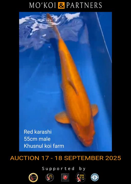 Lelang Koi Online, Jual Beli Ikan Koi, Pusat Jual Beli Koi, Info Lelang Koi Hari Ini, Platform Jual Beli Koi, Jual Beli Ikan Koi Online, Marketplace Ikan Koi, Jual Koi Terbaik, Tempat Beli Koi Berkualitas, Pasar Ikan Koi Online Terpercaya, Penjual Ikan Koi Terpercaya, Beli Koi Hias Online, Ikan Koi untuk Dijual, Koi Kualitas Terbaik, Toko Online Ikan Koi, Koi Hias Untuk Dijual, Jual Beli Ikan Koi Lokal, Koi Indonesia Online, Pusat Jual Beli Koi Terbesar