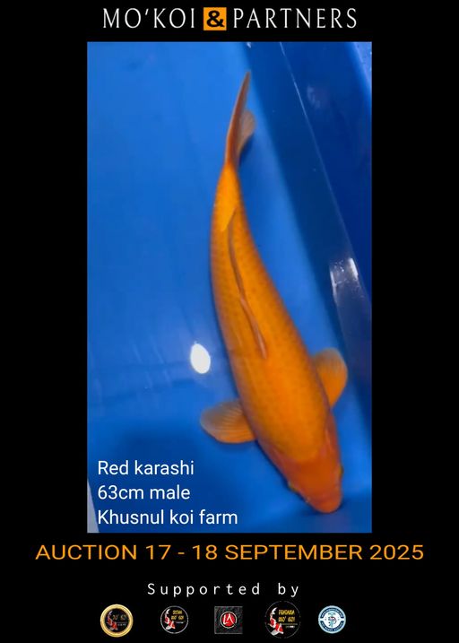 Lelang Koi Online, Jual Beli Ikan Koi, Pusat Jual Beli Koi, Info Lelang Koi Hari Ini, Platform Jual Beli Koi, Jual Beli Ikan Koi Online, Marketplace Ikan Koi, Jual Koi Terbaik, Tempat Beli Koi Berkualitas, Pasar Ikan Koi Online Terpercaya, Penjual Ikan Koi Terpercaya, Beli Koi Hias Online, Ikan Koi untuk Dijual, Koi Kualitas Terbaik, Toko Online Ikan Koi, Koi Hias Untuk Dijual, Jual Beli Ikan Koi Lokal, Koi Indonesia Online, Pusat Jual Beli Koi Terbesar